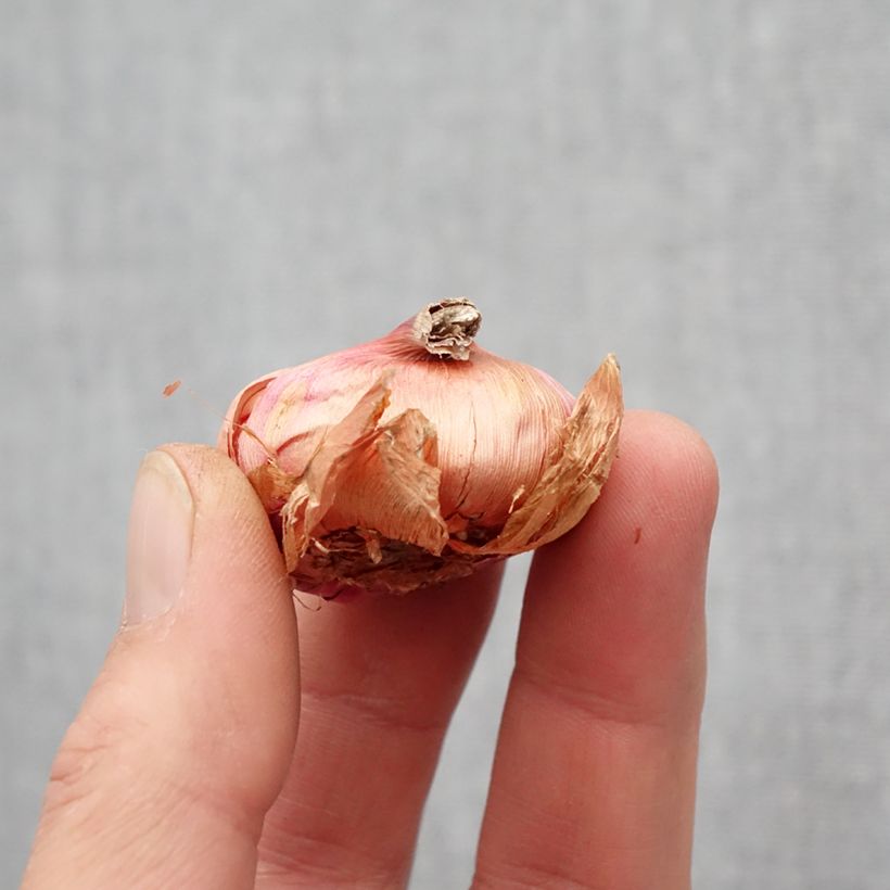 Example of Gladiolus primulinus Atom - Gladiole Zwiebel size 8+ as you get in printemps