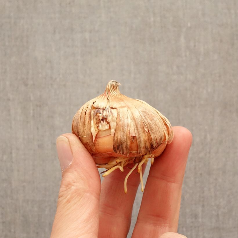 Exemplar von Großblütige Gladiole Priscilla - Gladiolus Zwiebel Kaliber/Größe 14+ wie im Frühjahr geliefert