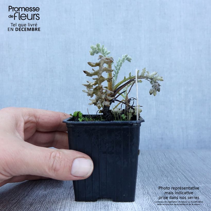 Exemplar von Glaucium flavum - Gelber Hornmohn Kleine Töpfe von 8/9 cm wie im Winter geliefert