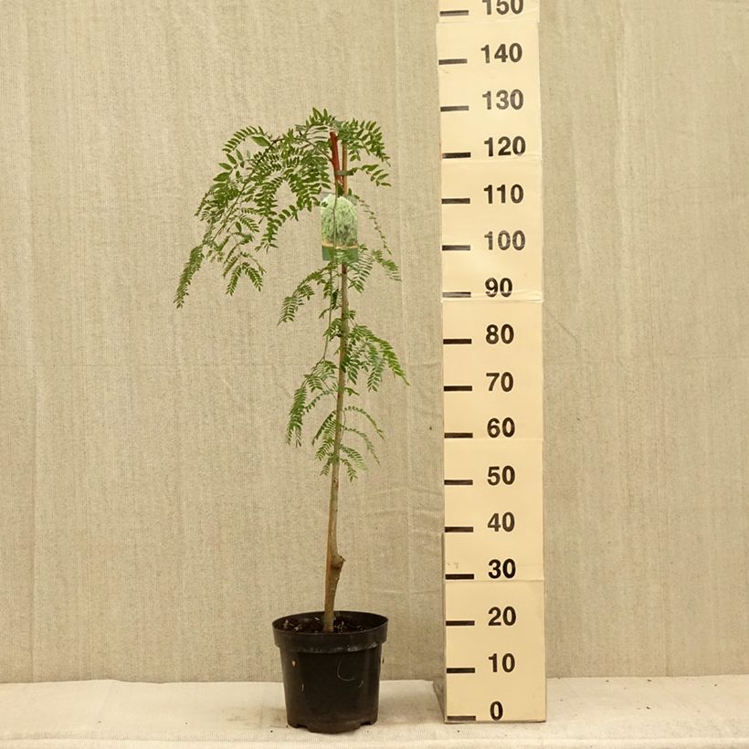 Example of Gleditsia triacanthos Emerald Cascade - Gleditschie Topf mit 12L/15L as you get in ete