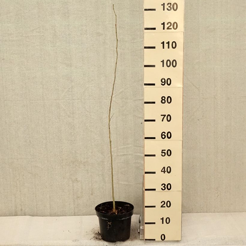 Exemplar von Gleditsia triacanthos - Gleditschie Topf mit 4L/5L wie im Frühjahr geliefert