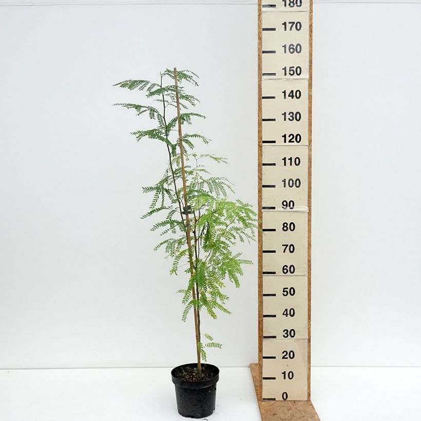 Example of Gleditsia triacanthos Goofy - Gleditschie Topf mit 7,5L/10L as you get in ete