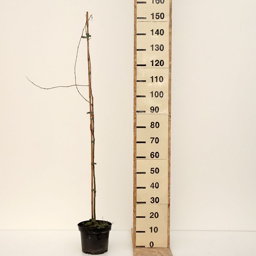 Exemplar von Gleditsia triacanthos Goofy - Gleditschie Topf mit 7,5L/10L wie im Winter geliefert