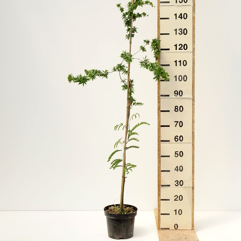 Exemplar von Gleditsia triacanthos Goofy - Gleditschie Topf mit 7,5L/10L wie im Frühjahr geliefert