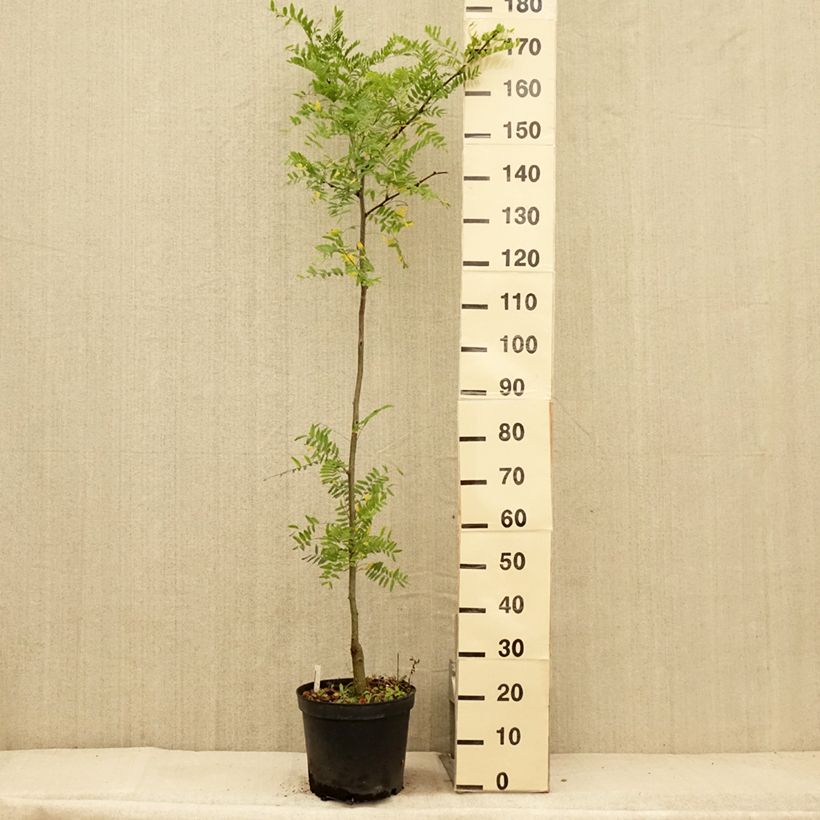 Exemplar von Gleditsia triacanthos f.inermis Shademaster - Gleditschie Topf mit 7,5L/10L wie im Sommer geliefert