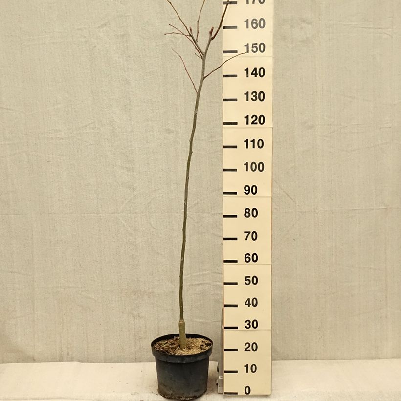 Exemplar von Gleditsia triacanthos f.inermis Shademaster - Gleditschie Topf mit 7,5L/10L wie im Frühjahr geliefert