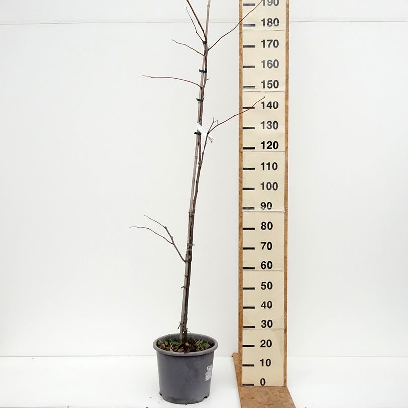 Exemplar von Gleditsia triacanthos f.inermis Skyline - Gleditschie Topf mit 12L/15L, Stämmchen wie im Herbst geliefert
