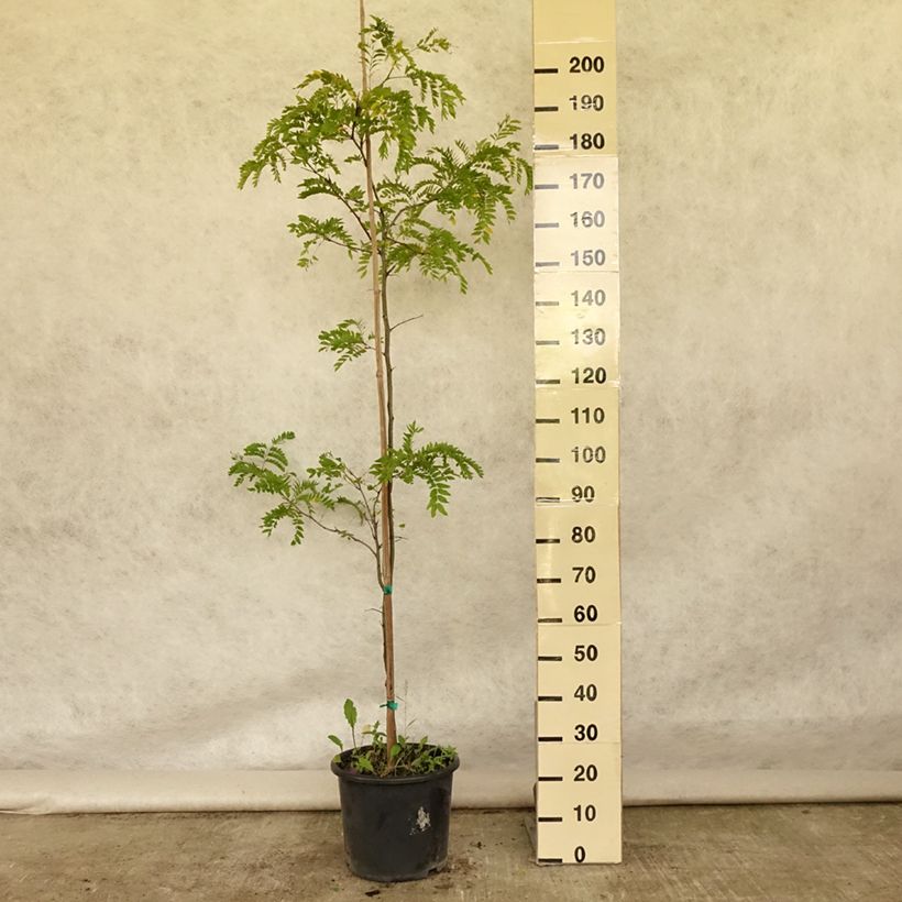 Example of Gleditsia triacanthos f.inermis Skyline - Gleditschie Topf mit 12L/15L as you get in ete