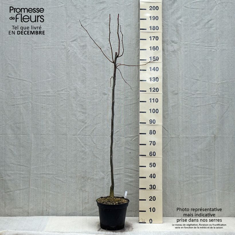 Example of Gleditsia triacanthos f.inermis Skyline - Gleditschie Topf mit 7,5L/10L as you get in automne