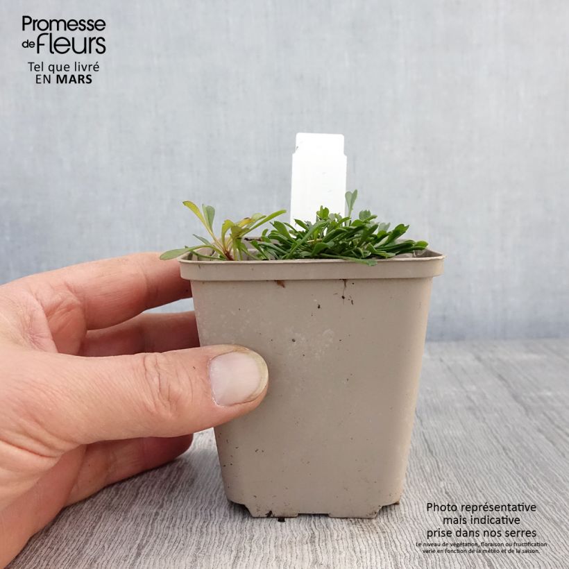 Exemplar von Globularia cordifolia - Kugelblume Kleine Töpfe von 8/9 cm wie im Frühjahr geliefert