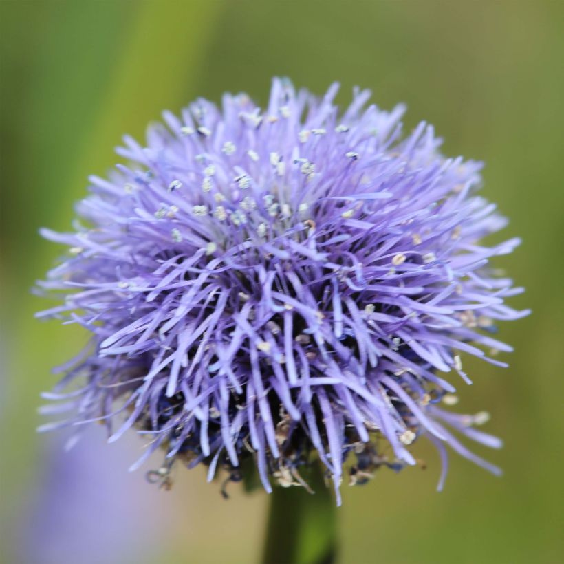 Globularia punctata - Kugelblume (Flowering)