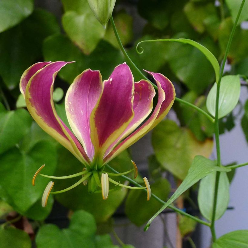 Gloriosa Carsonii - Ruhmeskrone (Flowering)