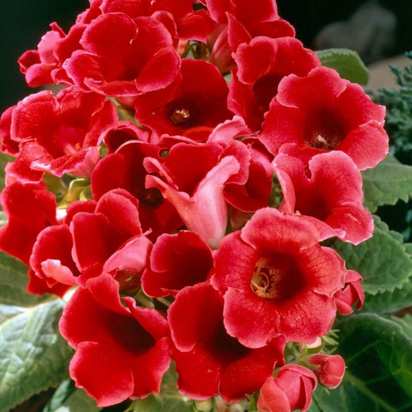Gloxinia speciosa Etoile de feu (Flowering)