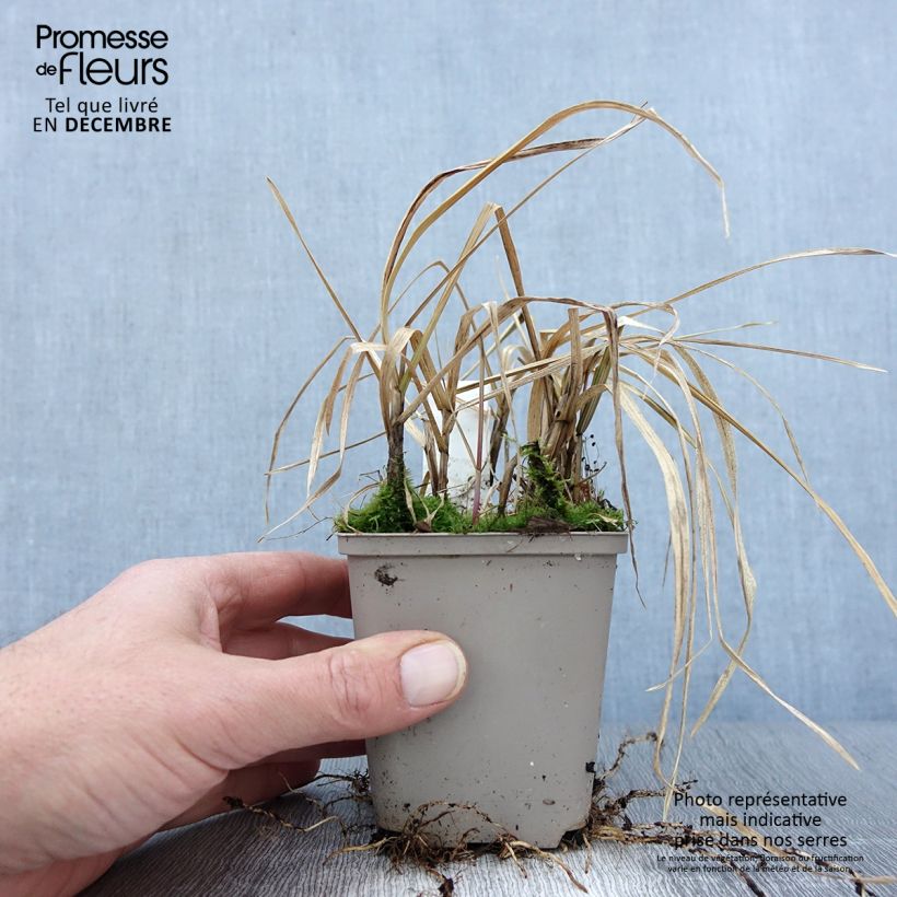 Example of Glyceria maxima Variegata - Wasserschwaden Kleine Töpfe von 8/9 cm as you get in automne