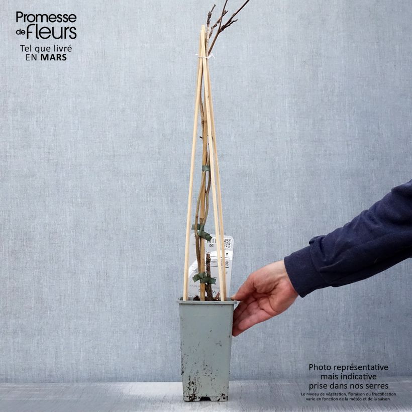 Exemplar von Wisteria frutescens var. macrostachya Blue Moon - Blauregen Topf mit 2L/3L wie im Frühjahr geliefert