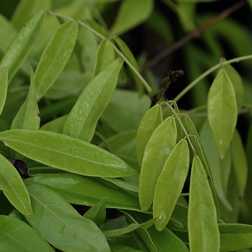 Millettia japonica Satsuma - Zwerg Blauregen (Foliage)