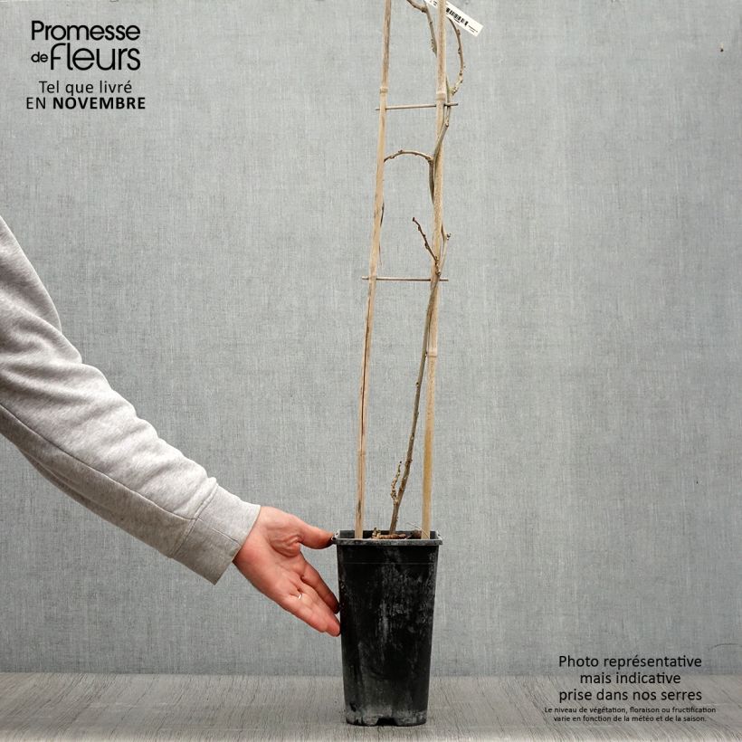 Example of Wisteria sinensis Blue Line - Chinesische Glyzinie Topf mit 2L/3L as you get in automne