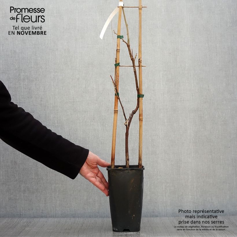 Example of Wisteria sinensis Caroline - Chinesische Glyzinie Topf mit 2L/3L as you get in automne