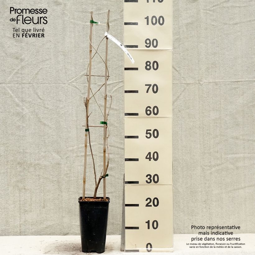 Exemplar von Wisteria sinensis Caroline - Chinesische Glyzinie Topf mit 2L/3L wie im Winter geliefert