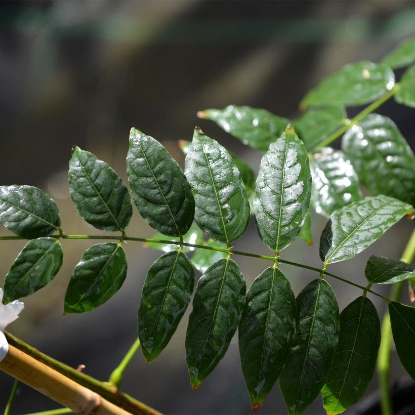 Wisteria sinensis Alba - Chinesische Glyzinie (Foliage)