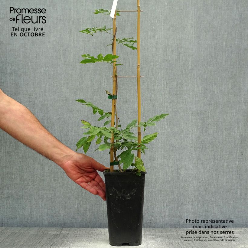 Example of Wisteria sinensis Alba - Chinesische Glyzinie Topf mit 2L/3L as you get in automne