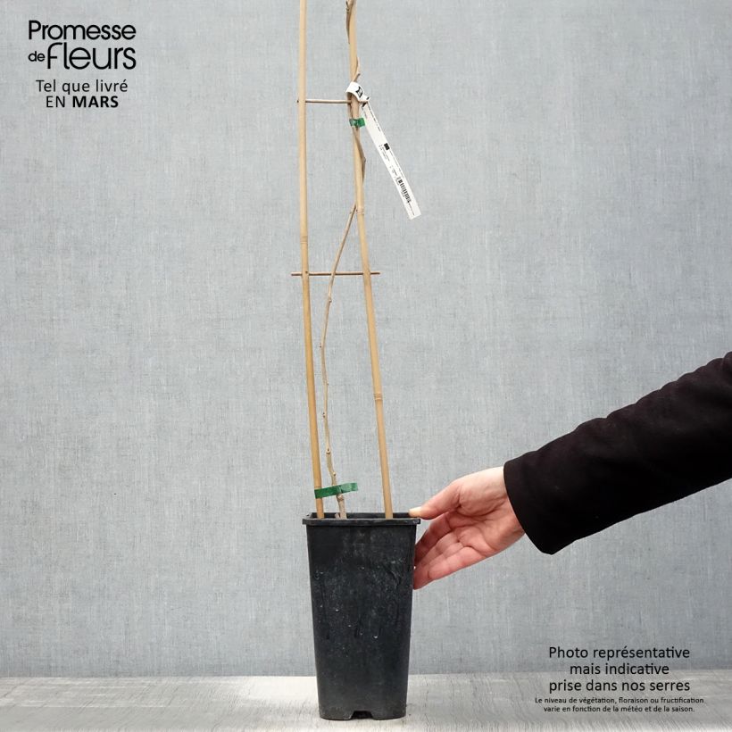 Exemplar von Wisteria sinensis Alba - Chinesische Glyzinie Topf mit 2L/3L wie im Frühjahr geliefert