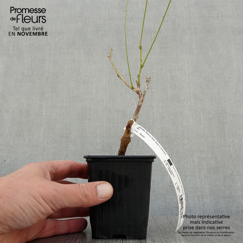 Example of Wisteria sinensis - Chinesische Glyzinie Kleine Töpfe von 8/9 cm as you get in automne