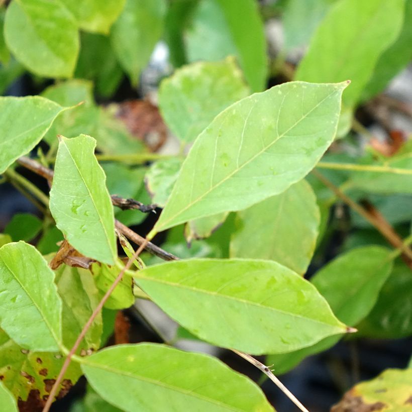 Wisteria sinensis - Chinesische Glyzinie (Foliage)