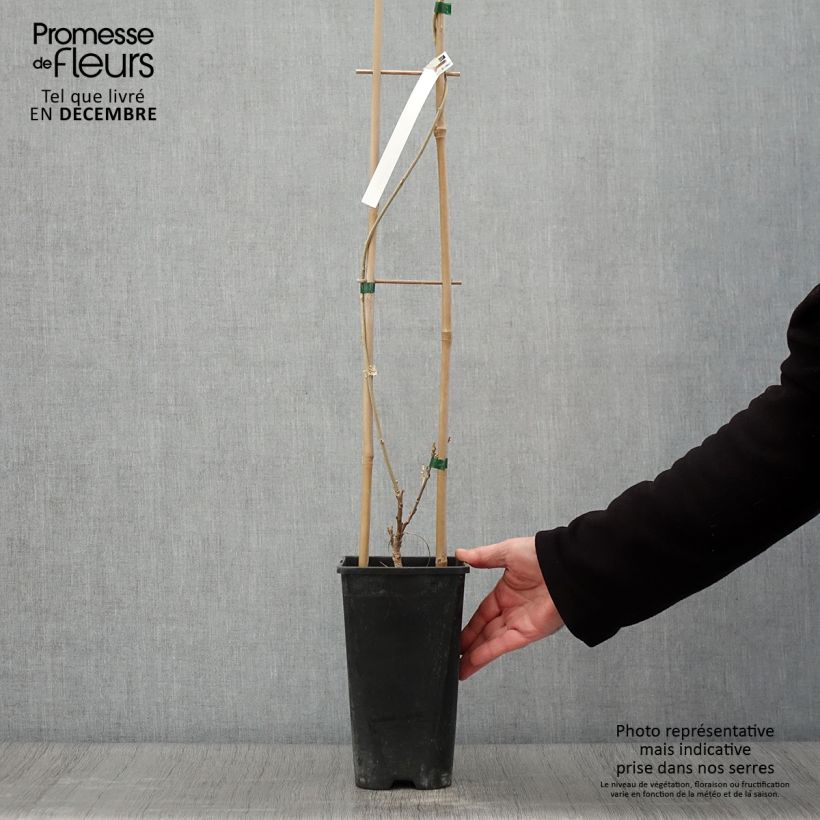 Example of Wisteria sinensis Flore Pleno - Chinesische Glyzinie Topf mit 3L/4L as you get in automne