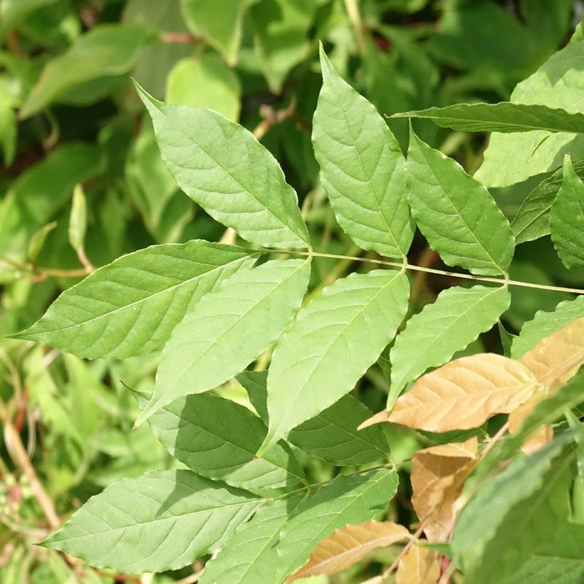 Wisteria sinensis Flore Pleno - Chinesische Glyzinie (Foliage)