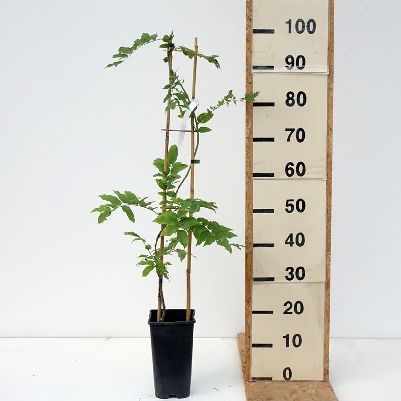 Exemplar von Wisteria formosa - Blauregen Topf mit 3L/4L wie im Herbst geliefert