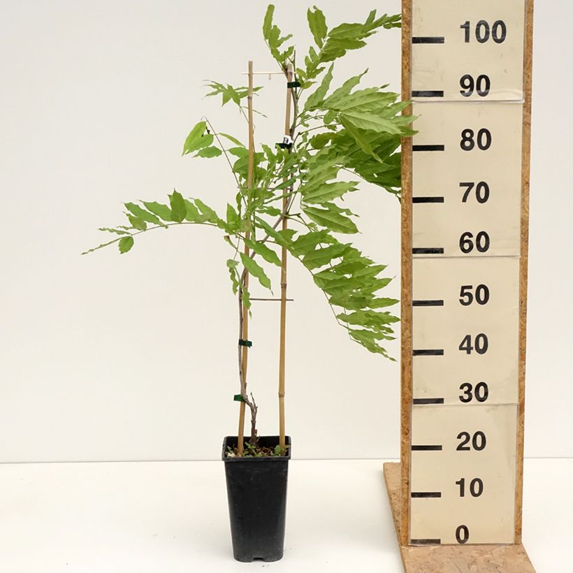 Example of Wisteria formosa - Blauregen Topf mit 3L/4L as you get in printemps