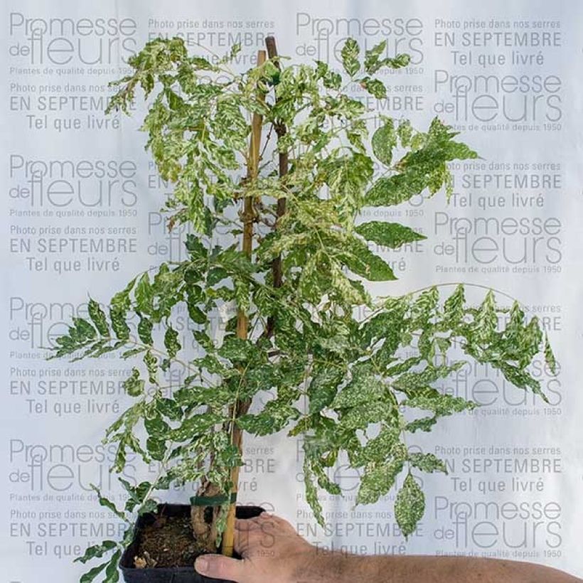 Example of Wisteria floribunda Variegata - Reichblütige Glyzinie Topf mit 2L/3L as you get