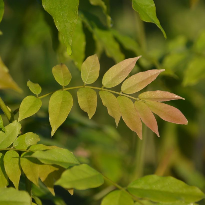 Wisteria floribunda Alba - Reichblütige Glyzinie (Foliage)