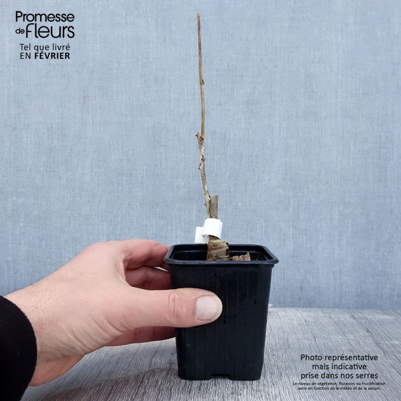 Exemplar von Wisteria floribunda Alba - Reichblütige Glyzinie Kleine Töpfe von 8/9 cm wie im Winter geliefert