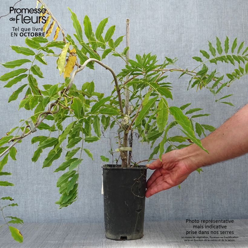Example of Wisteria floribunda Alba - Reichblütige Glyzinie Topf mit 2L/3L as you get in automne