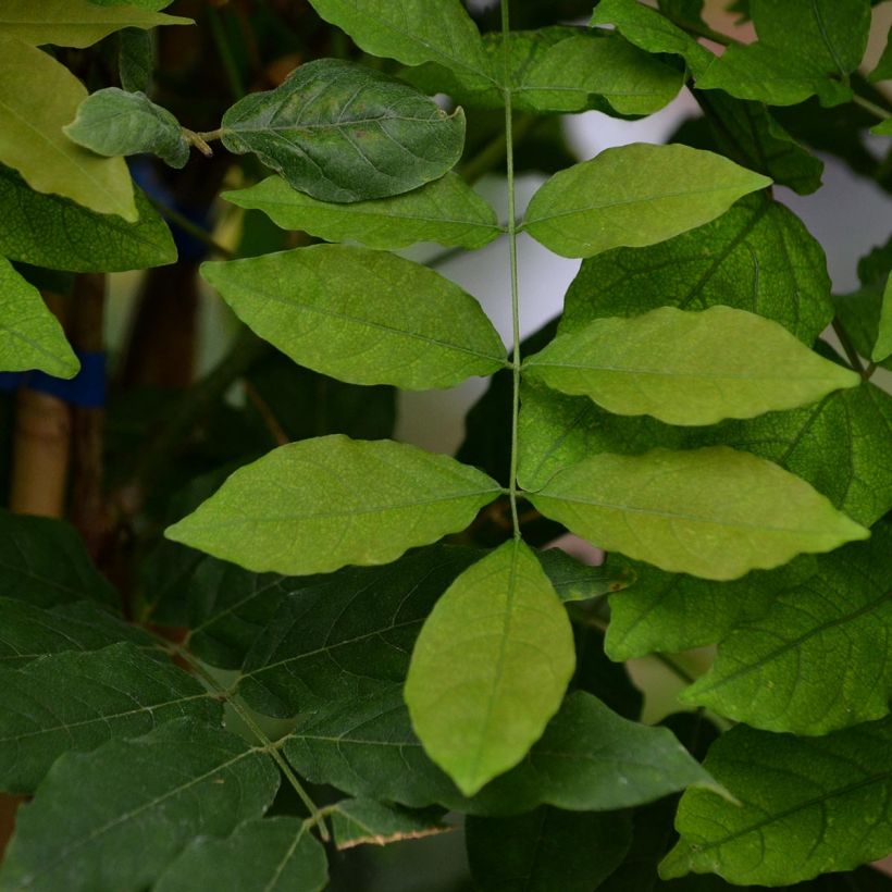 Wisteria floribunda Domino - Reichblütige Glyzinie (Foliage)