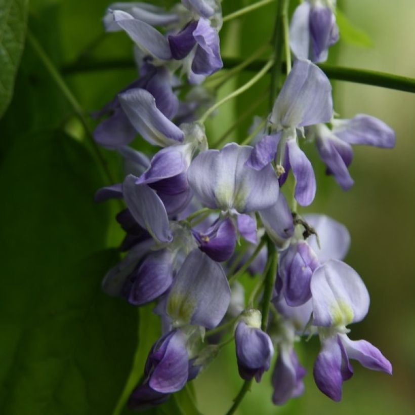 Wisteria floribunda Domino - Reichblütige Glyzinie (Flowering)