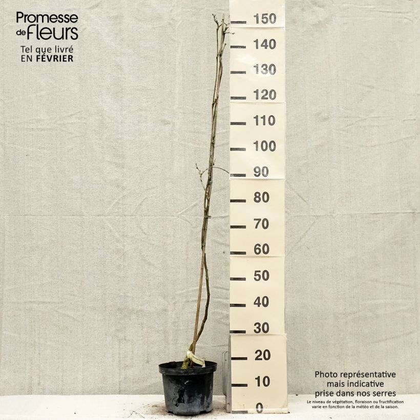 Example of Wisteria floribunda Domino - Reichblütige Glyzinie Topf mit 3L/4L as you get in hiver