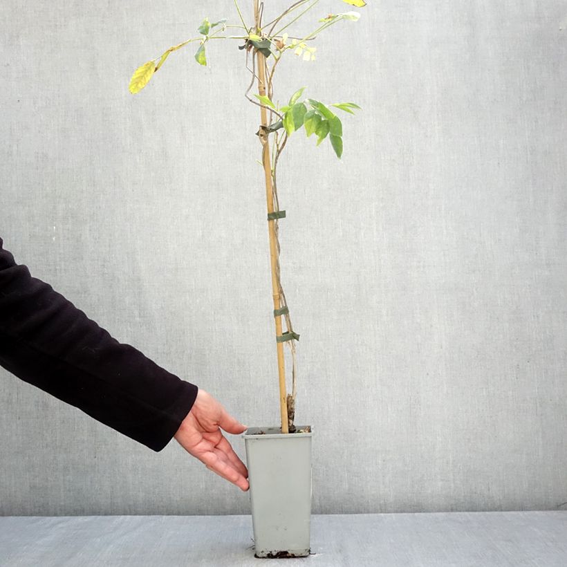 Exemplar von Wisteria floribunda Domino - Reichblütige Glyzinie Topf mit 3L/4L wie im Herbst geliefert