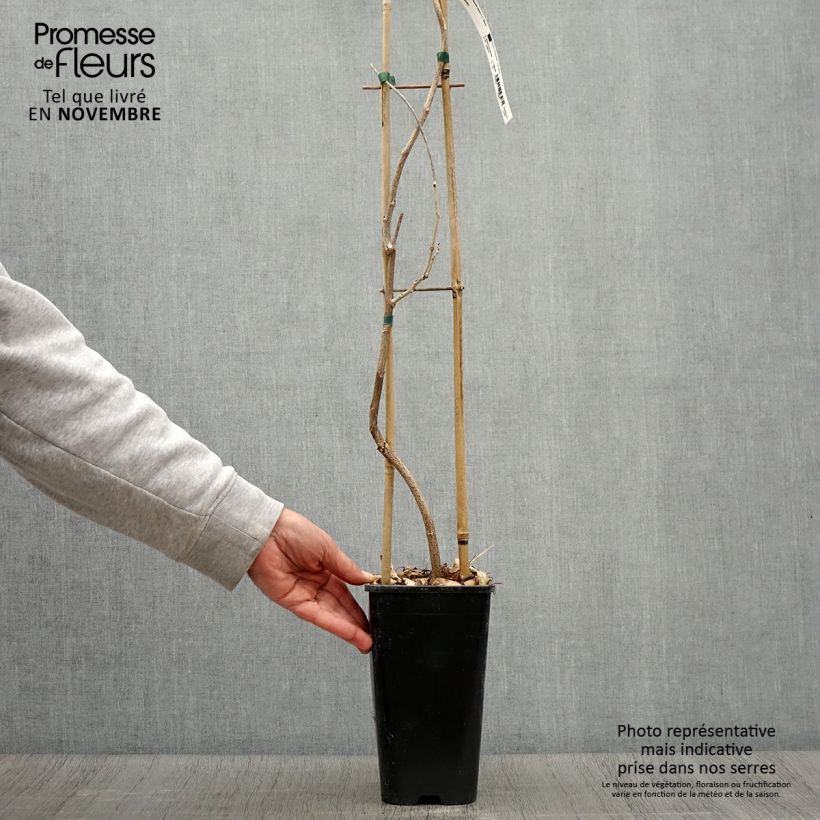 Example of Wisteria floribunda - Reichblütige Glyzinie Topf mit 3L/4L as you get in automne