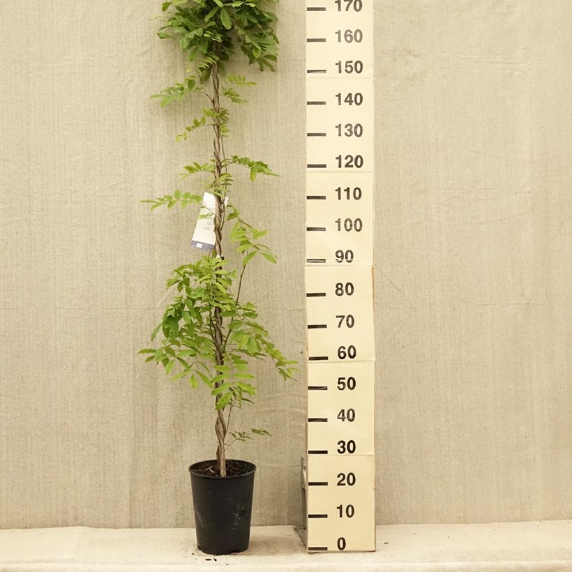 Exemplar von Glycine du Japon - Wisteria floribunda Shiro-noda Pot de 4L/5L wie im Sommer geliefert