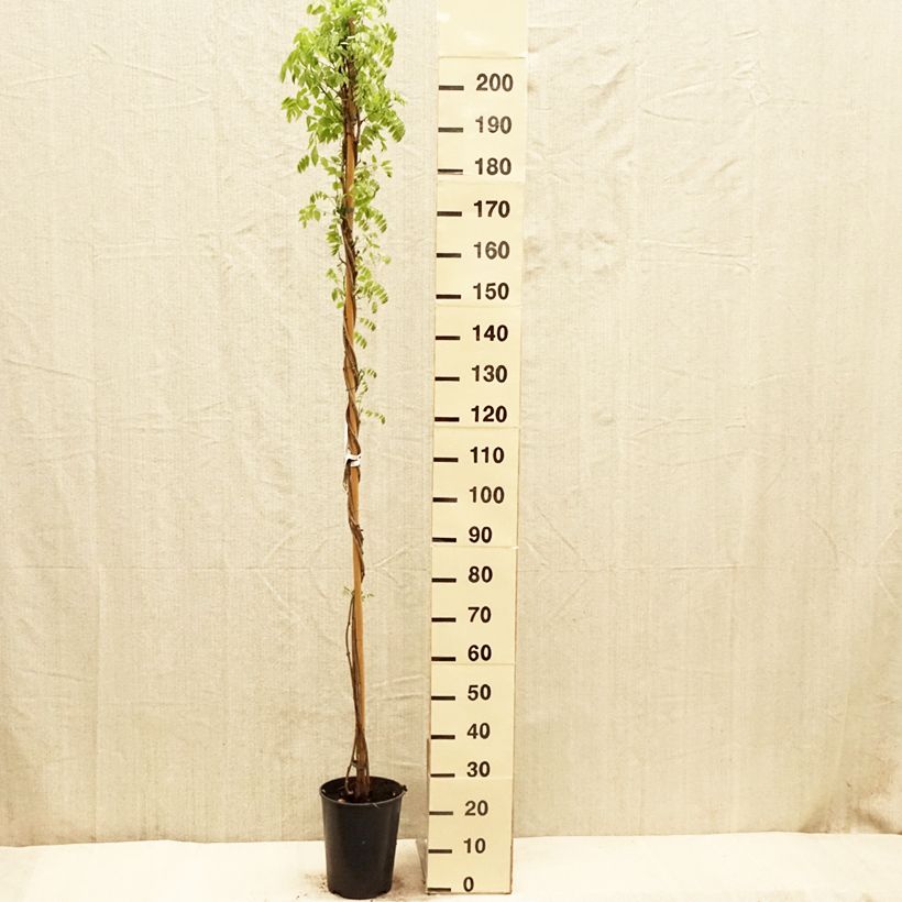 Exemplar von Wisteria floribunda Shiro-noda - Reichblütige Glyzinie Topf mit 4L/5L wie im Frühjahr geliefert