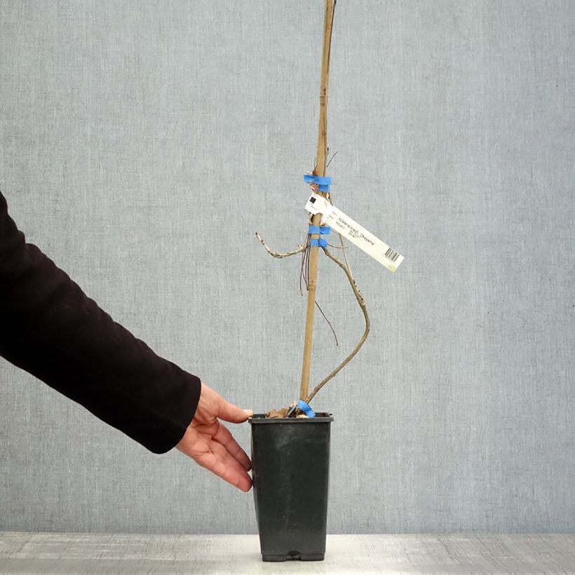 Example of Wisteria venusta Okayama - Blauregen Topf mit 2L/3L as you get in automne