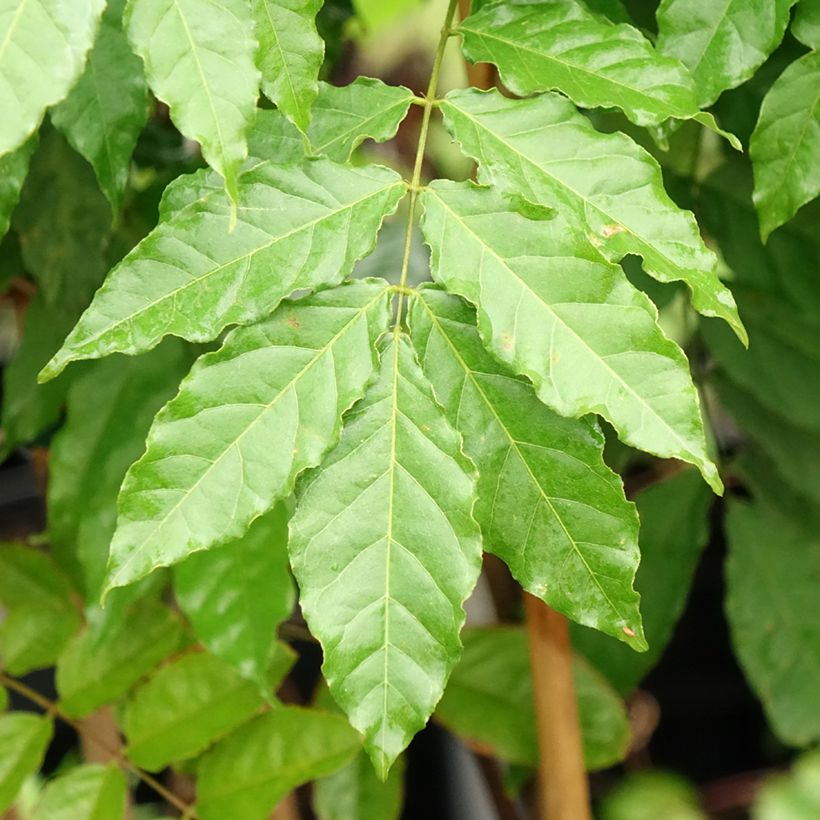 Wisteria formosa - Blauregen (Foliage)