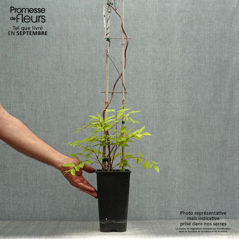Example of Wisteria frutescens - Blauregen Topf mit 3L/4L as you get in automne