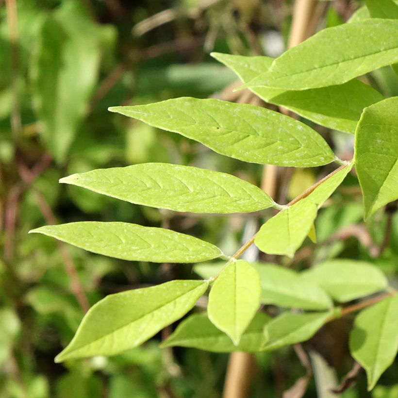 Wisteria frutescens - Blauregen (Foliage)