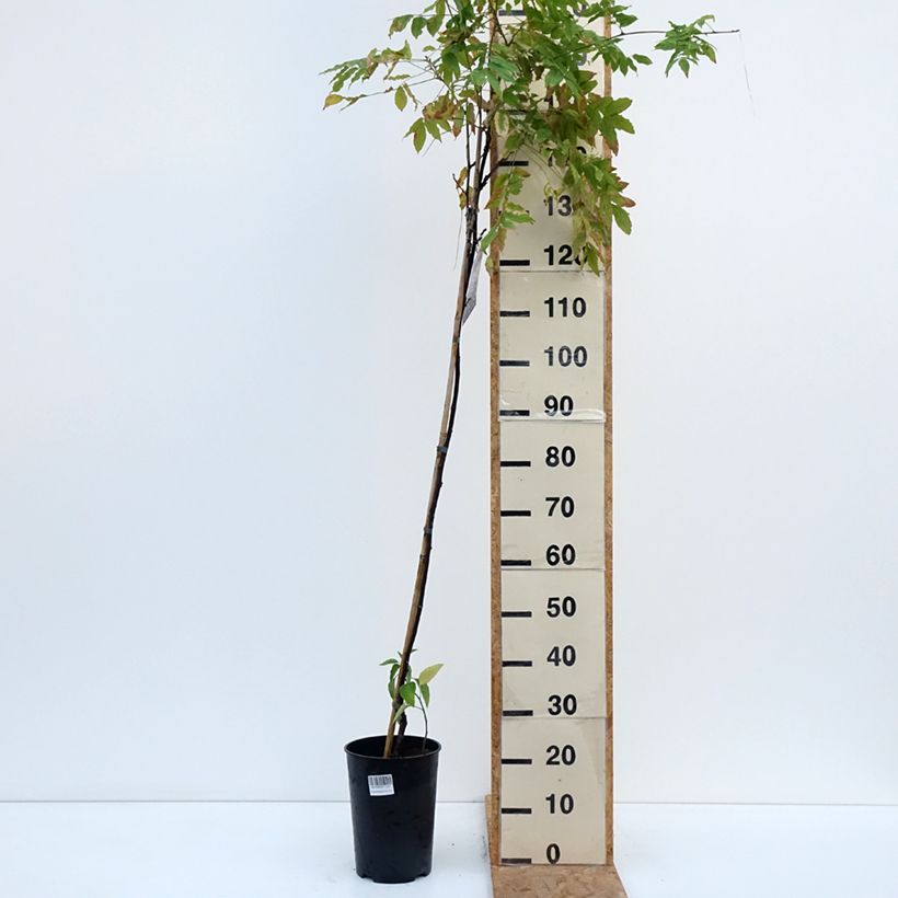 Exemplar von Wisteria venusta Grande Diva Barbara - Blauregen Topf mit 4L/5L wie im Herbst geliefert