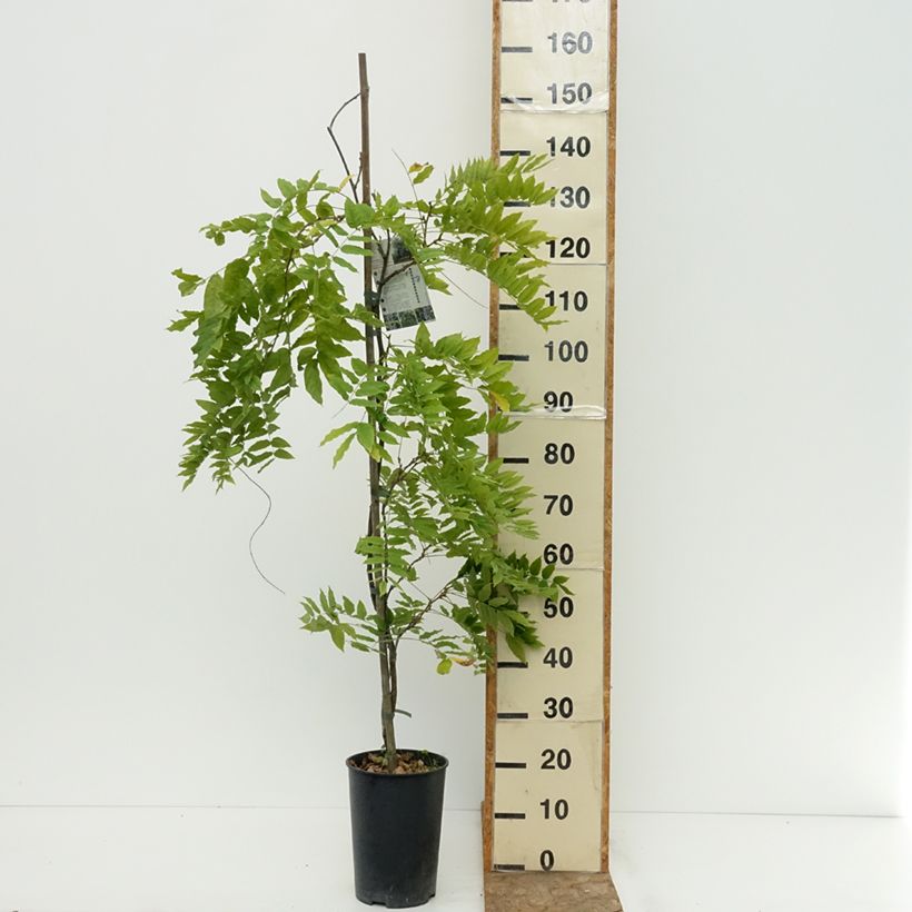 Exemplar von Wisteria venusta Grande Diva Cecilia - Blauregen Topf mit 4L/5L wie im Sommer geliefert