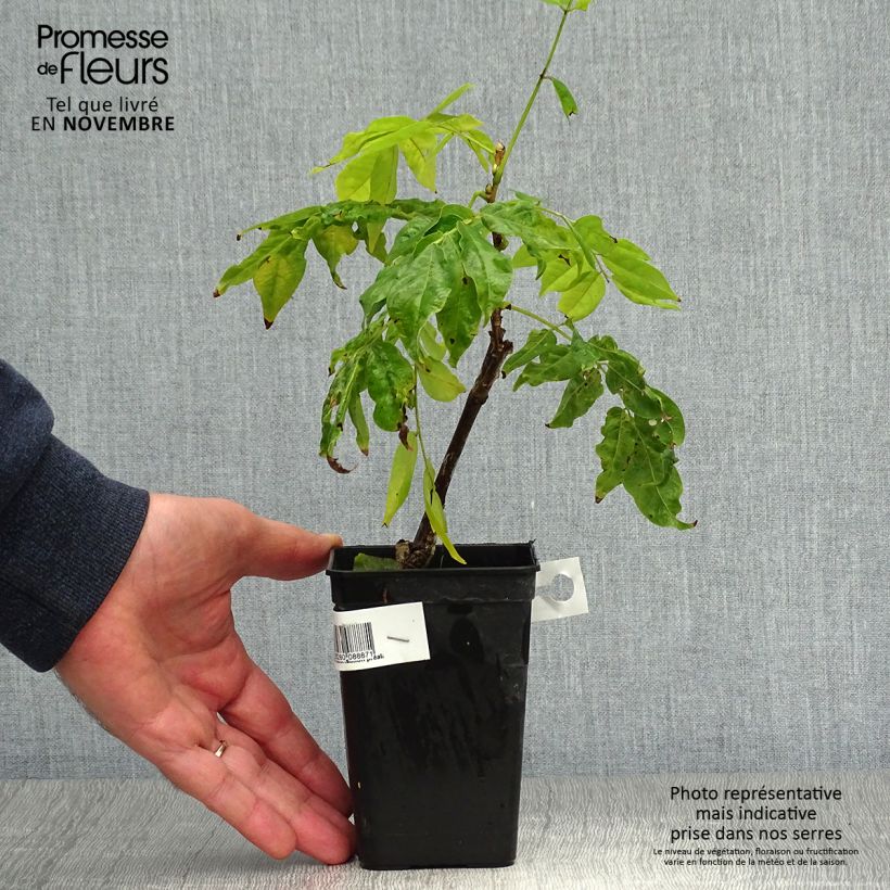 Example of Wisteria venusta Grande Diva Nathalie - Blauregen Topf mit 1L/1,5L as you get in automne